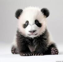 Adorable Panda Cub Sitting on White Background photo