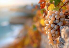 Blue Grapes Hanging From a Vine Against a Coastal Background in Autumn photo