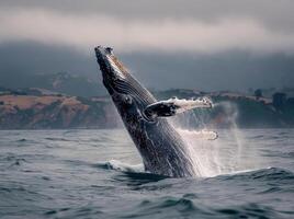 Humpback Whale Breaching in Alaskan Waters Under Cloudy Skies photo