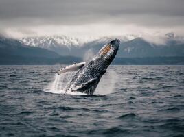 Humpback Whale Breaching in Alaskan Waters Under Cloudy Skies photo
