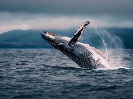 Humpback Whale Breaching in Alaskan Waters Under Cloudy Skies photo