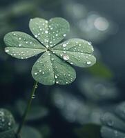 Close-Up of Dew-Kissed Four-Leaf Clover in a Lush Green Field at Dawn photo