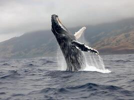 Humpback Whale Breaching in Alaskan Waters Under Cloudy Skies photo