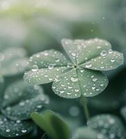 Fresh Clover Leaves Covered in Raindrops in a Serene Natural Setting photo