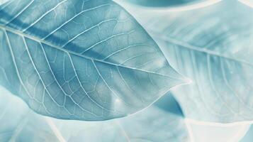 Abstraction, modern minimalism. Leaf close up in pastel light blue color. photo