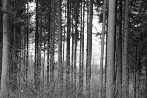trees one1 High quality photo