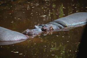 hippo one High quality photo