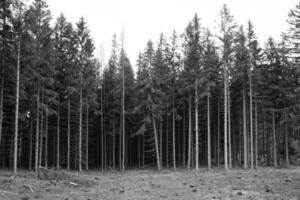 trees one 1High quality photo