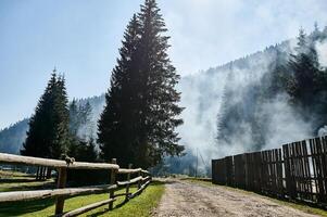 karpathian forest one High quality photo