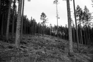 trees one High quality photo