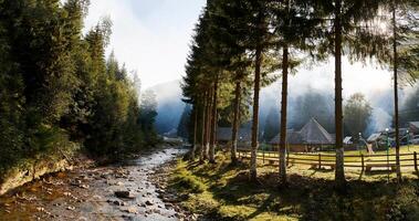 Karpathian forest. High quality photo