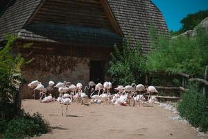 flamingos one High quality photo