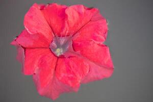 Red flower in the water. Petunia on a gray background close-up photo