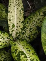 Close-up image of a Dieffenbachia plant, also known as Dumb Cane, with its distinctive large, variegated leaves, highlighting the intricate patterns and textures photo
