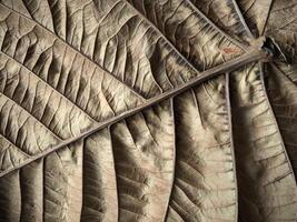 An Abstract Image of close-up a brown leaf, patterns, and textures in leaves background photo