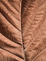 An Abstract Image of close-up a brown leaf, patterns, and textures in leaves background photo