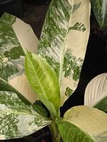 Close-up image of a Dieffenbachia plant, also known as Dumb Cane, with its distinctive large, variegated leaves, highlighting the intricate patterns and textures photo