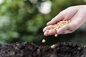 Hand of expert farmer sowing seeds of vegetables on healthy soil at organic farm. photo