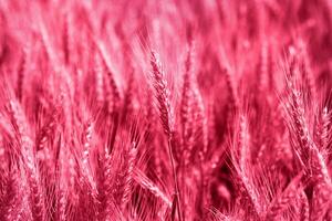 a close up of a field of red wheat photo