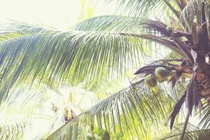 Retro toned coconuts in a palm tree photo