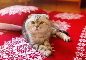 Cat lying on bed with red Christmas blanket photo