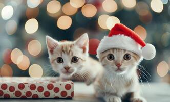 Kitten in Santa Hat With Holiday Lights in Background During Christmas Season photo