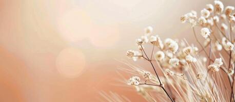 Dried Wildflowers in Golden Sunlight photo