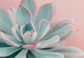 Close-Up of a Succulent Plant photo
