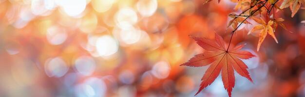 Autumn Maple Leaves in Sunlight photo