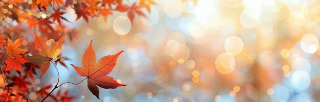 Autumn Maple Leaves in Sunlight photo
