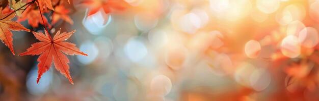 Autumn Maple Leaves in Sunlight photo