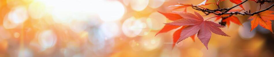 Autumn Leaves On A Table photo