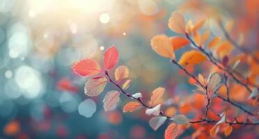 Autumn Leaves in Sunlight photo