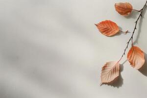 Two Dried Leaves on White Surface photo