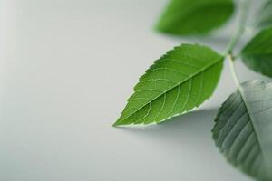 Green Leaves on White Background photo