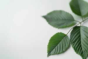 Green Leaves on White Background photo