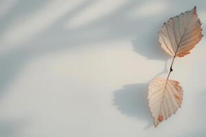 Two Dried Leaves on White Surface photo