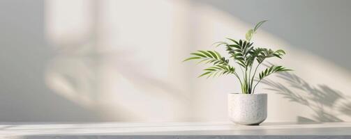 White Flowers in a Pot on a Table photo