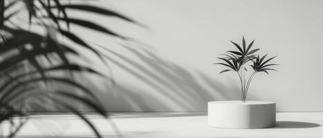 Plant In White Pot Against White Wall With Leaf Shadow photo