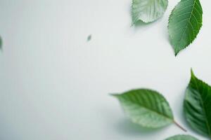 Green Leaves on White Background photo