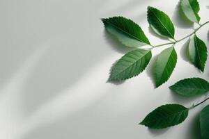 Green Leaves on White Background photo