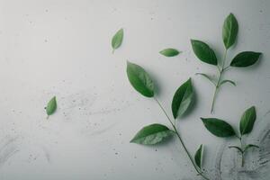 Green Leaves on White Background photo