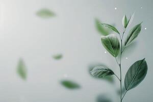 Green Leaves on White Background photo