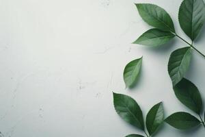 Green Leaves on White Background photo