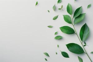 Green Leaves on White Background photo
