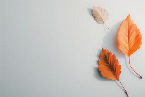 Two Dried Leaves on White Surface photo