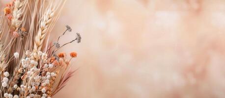 Dried Flowers and Wheat on Peach Background photo