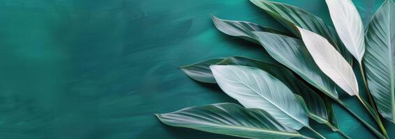 Green Leaves on Teal Background photo