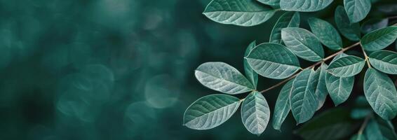 Green Leaves on a Branch photo