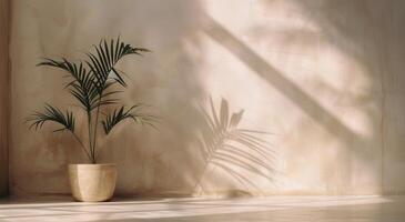 Palm Plant In Sunny Room photo
